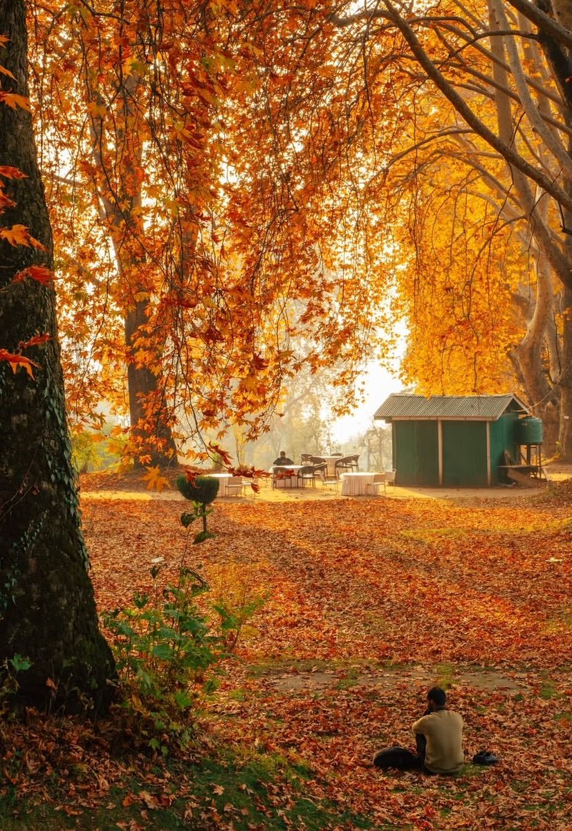 Faiz1906's tweet image. Today I walked 6 km through the fading autumn of Kashmir—
every step wrapped in golden stillness and soft goodbyes.

Good evening!!!