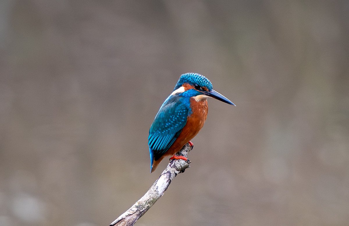 Andy Newton tweet media