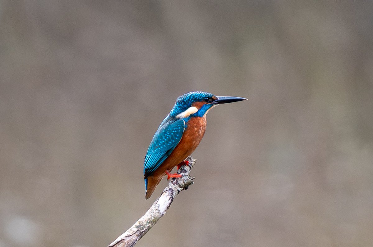 Andy Newton tweet media