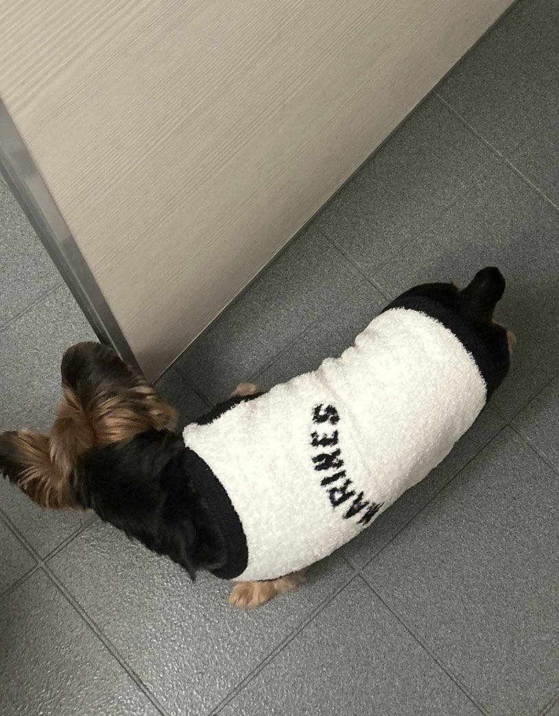 CLM32e's tweet image. 愛犬の服の方がお高いの多いし、愛犬が可愛いから沢山可愛い服買ってしまう🐕❤️