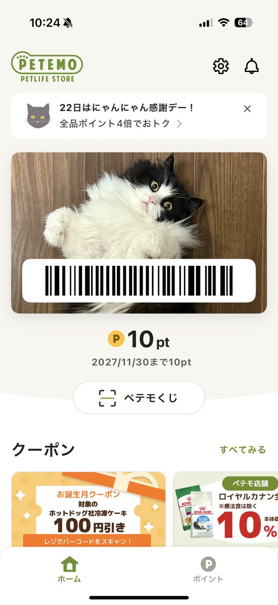 hellonapo's tweet image. うちの子ピアノ弾いてる🐾