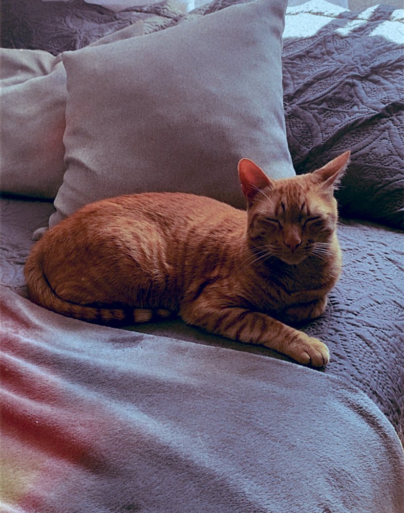 ⠀⠀⠀ ⠀ ⠀⠀⠀ ⠀ ⠀⠀⠀ ⠀ ⠀⠀⠀ ⠀ ⠀⠀⠀ ⠀ ⠀⠀⠀ 
 ⠀⠀⠀ 
⠀⠀⠀ Esse é o amendoim, ele destrói as minhas coisas, mas é extremamente ciumento comigo. Depois que cheguei do hospital, ele não larga do meu pé. <3

⠀⠀⠀ ⠀⠀⠀