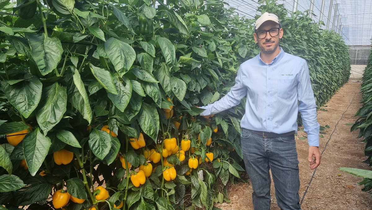 FHALMERIA's tweet image. Así han sido las jornadas de #pimiento de @HMCLAUSEIBERICA: un catálogo diverso para diversas necesidades

📰 fhalmeria.com/noticia-37130-…