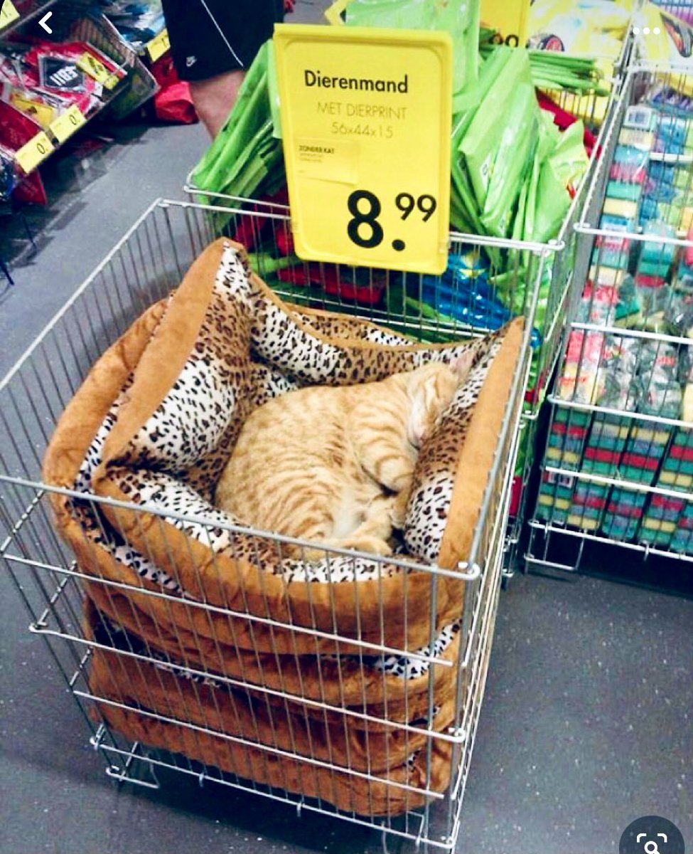 Bodega Cats (@bodegacats_) on Twitter photo 
