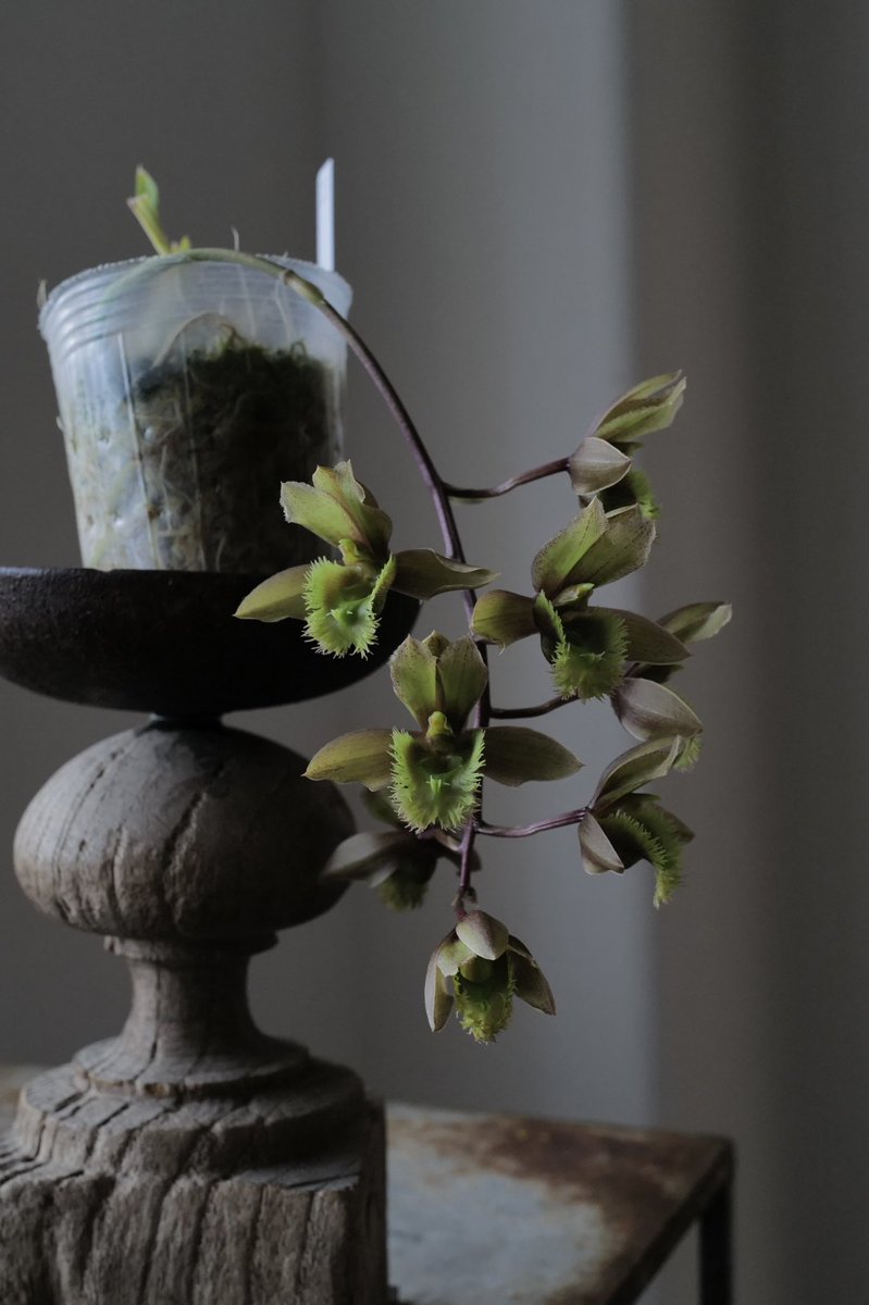 yu (@3mimolette) / Posts / X