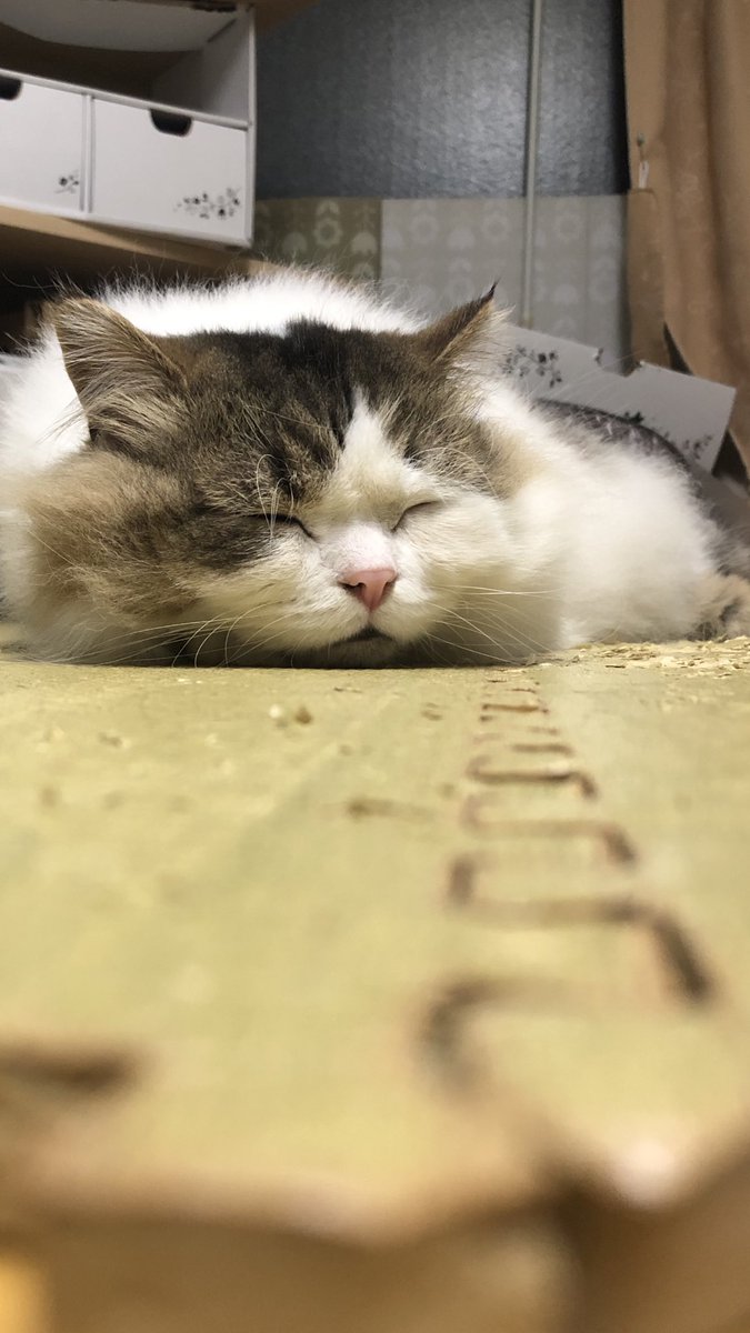 ノアちゃんのお昼寝💤