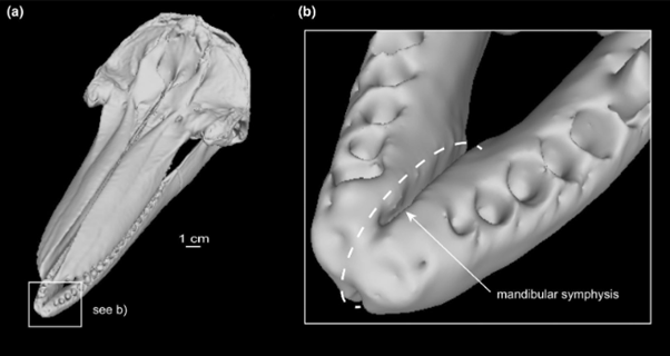 Journal of Anatomy tweet media