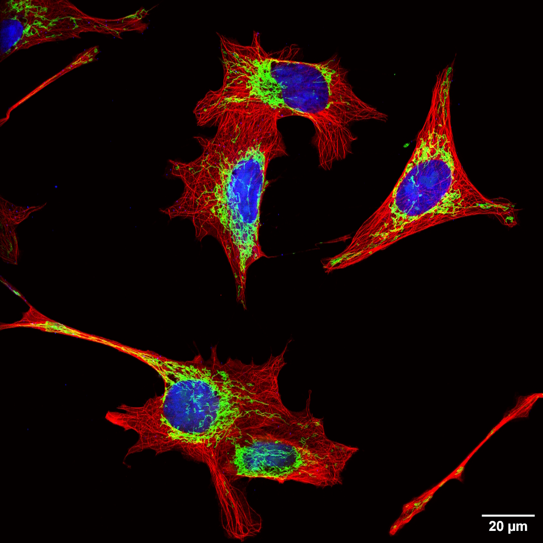 confocal_nl's tweet image. Cellular beauty in full color — #FluorescenceFriday at its finest. 🔬