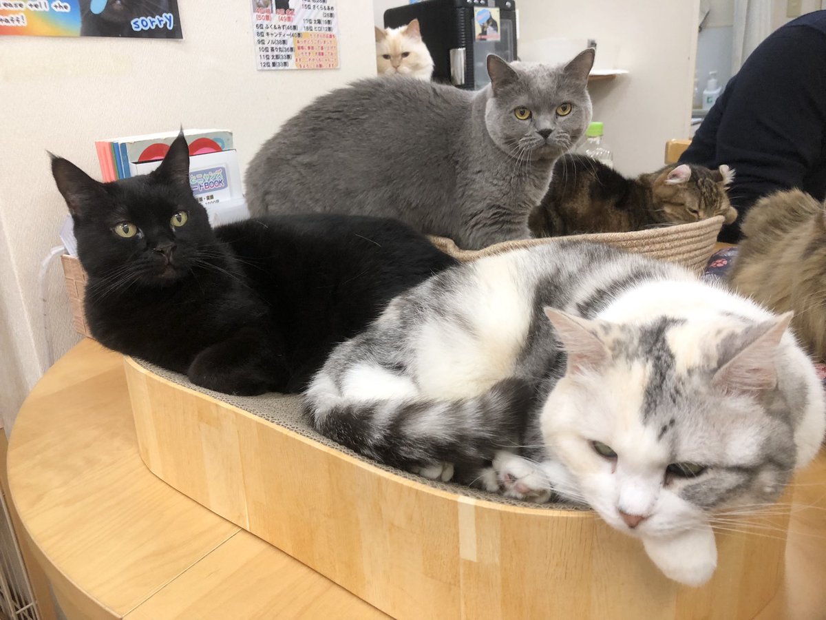 catcafenyankoto's tweet image. 本日も閉店いたしました！
渋滞するテーブル上でおやすみなさい💤
#にゃんこと #猫カフェ #猫