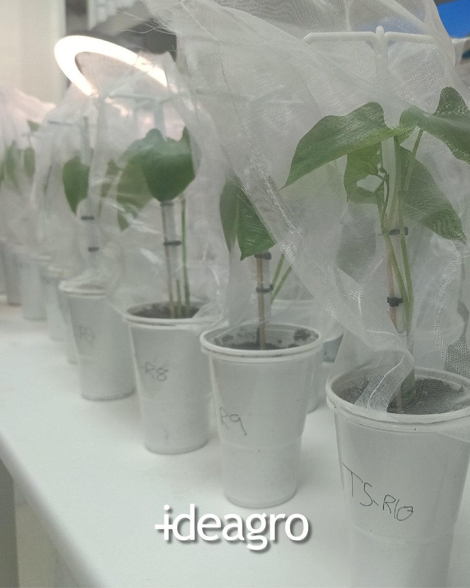 IDEAGRO tweet media