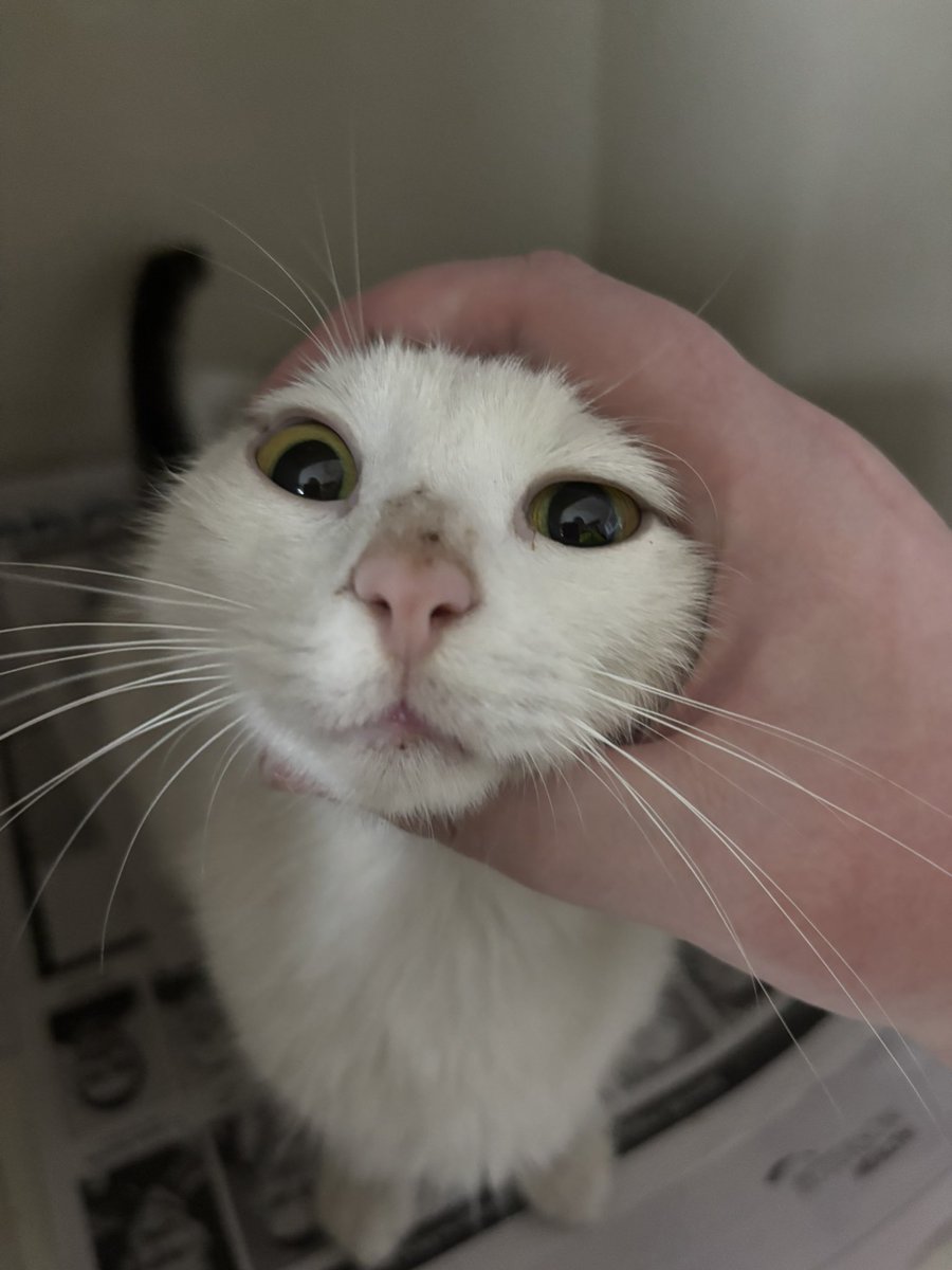 even kittens at the emergency room are not safe from The Burgering