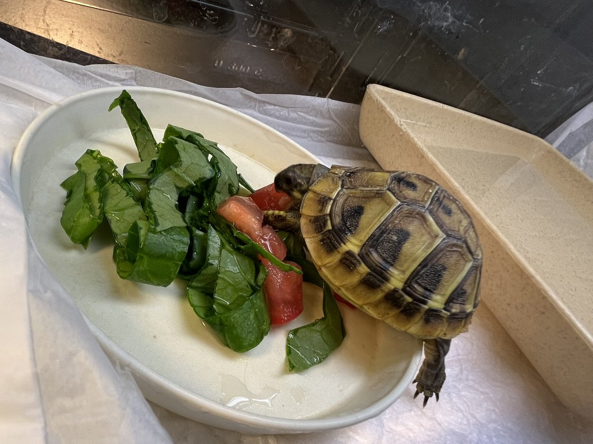 r_akashic's tweet photo. ヘルマンリクガメ🐢 https://t.co/FJpC539Oo8