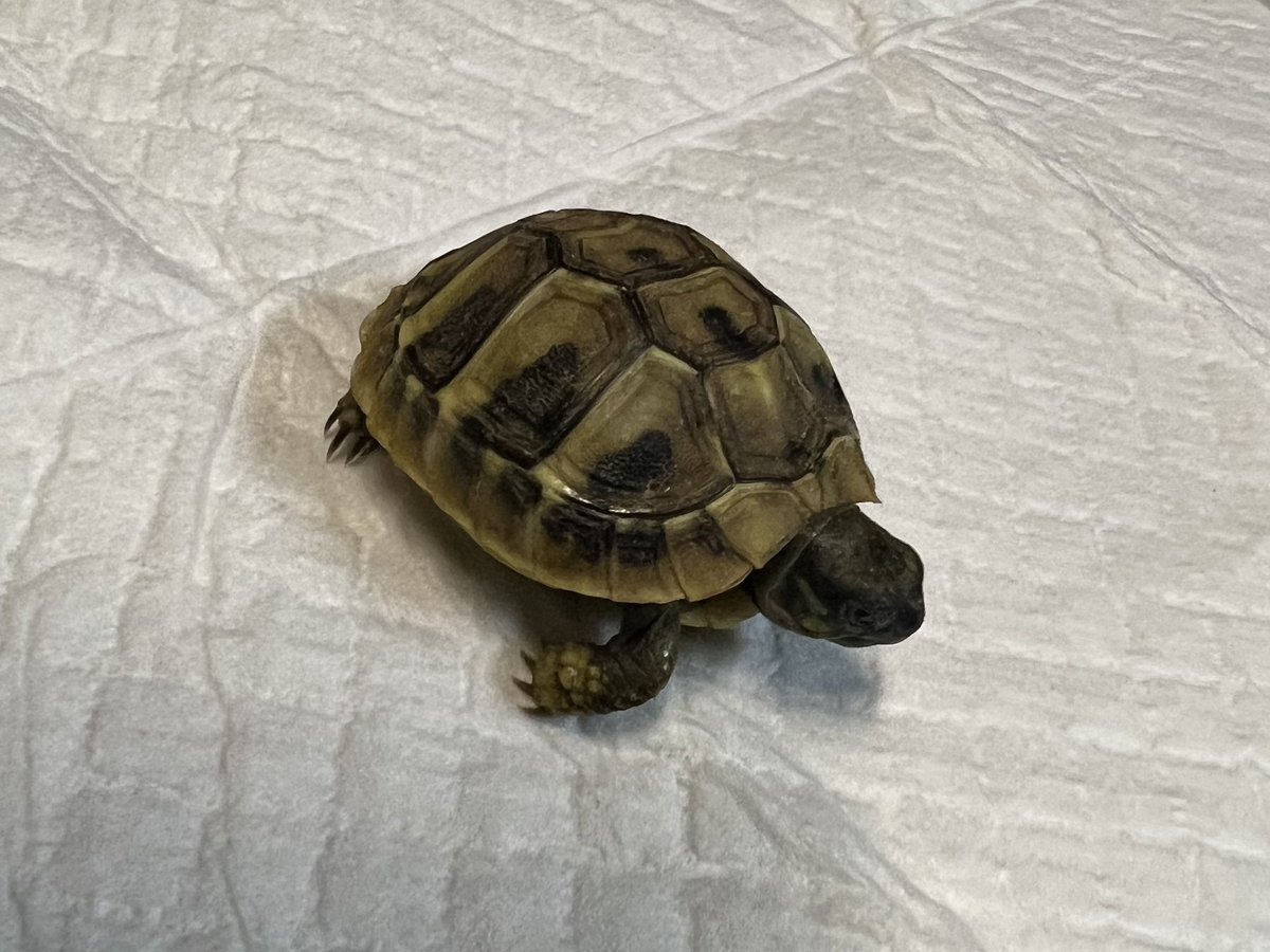 r_akashic's tweet photo. ヘルマンリクガメ🐢 https://t.co/FJpC539Oo8