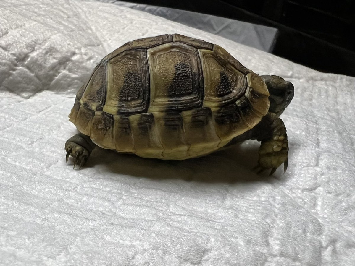 r_akashic's tweet photo. ヘルマンリクガメ🐢 https://t.co/FJpC539Oo8