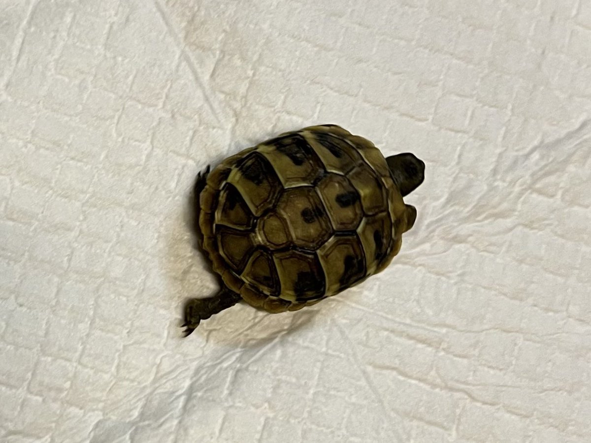 r_akashic's tweet photo. ヘルマンリクガメ🐢 https://t.co/FJpC539Oo8