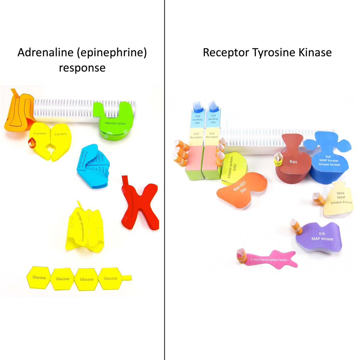 OrigamiCells's tweet image. #CellSignalling pathways are how cells react to outside stimulus. Compare &amp;amp; contrast the #adrenaline (#epinephrine) &amp;amp; #ReceptorTyrosineKinase (#RTK) pathways with our paper models! Find out more here: 
Adrenaline: buff.ly/s1RBwiE  
RTK: buff.ly/eRW542O