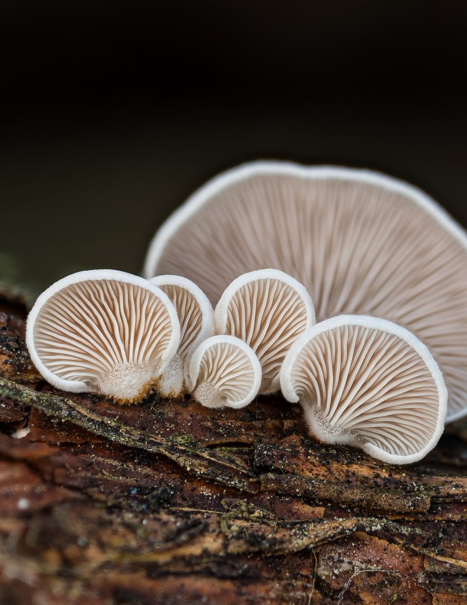 LukesMushrooms's tweet photo. Sometimes it's worth it to pick a fallen branch up and turn it around. Then look closer and discover 🔎
🌍 Panellus mitis
🇬🇧 Elastic oysterling
🇩🇪 Milder Zwergknäueling
🇨🇿 Pařezník jemný
🇸🇰 Pňovka malá
🇵🇱 Łycznik białawy
#fungifriday #fungusfriday #fungi https://t.co/2AilgzeZ2a
