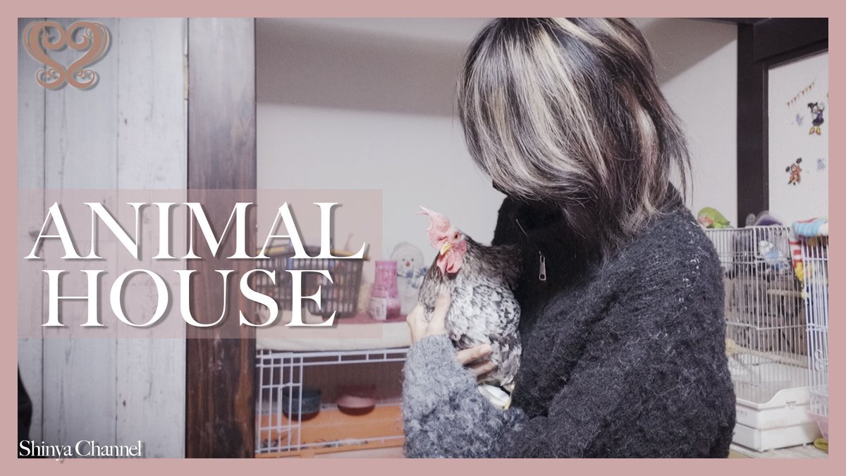 224_Shinya's tweet image. YouTube更新！

動物だらけの屋敷に潜り込んだ動画です🐓

↓フルバージョン↓
youtu.be/_MY1tPYktus