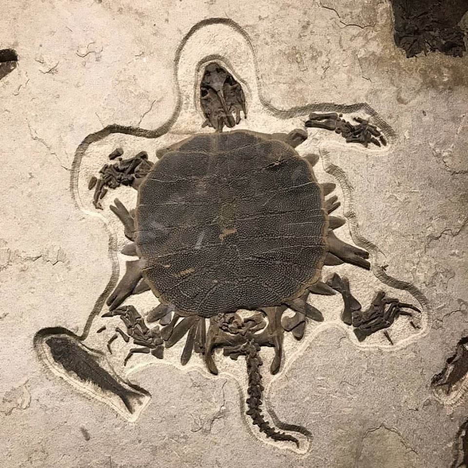 BigBangSciCom's tweet image. Une #tortue et un poisson fossilisés, vieux de 50 millions d&apos;années environ

Crédits : Field Museum de Chicago

#Fossil #fossile #paléontologie #Palaeontology #animaux #nature