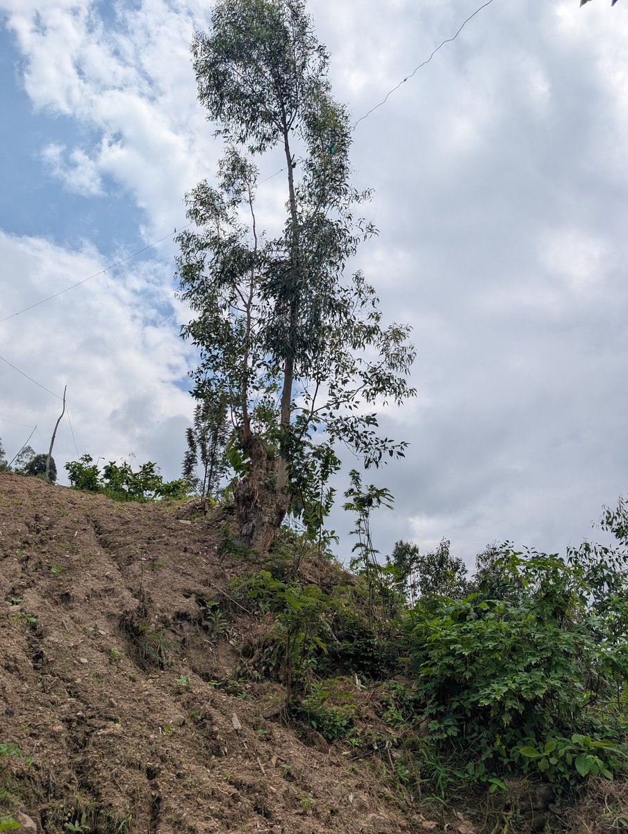 learnwith_sammy's tweet image. since market is bleeding,i wanted to touch some grass out of the town