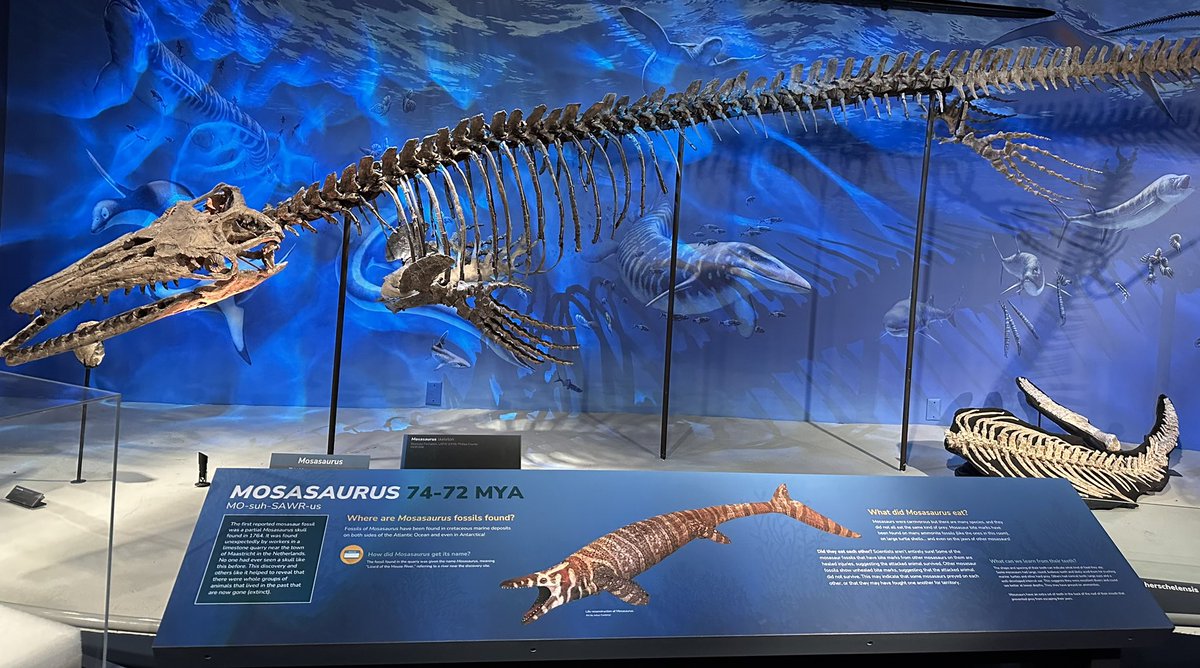 prairieguy2016's tweet image. It’s been a while since we’ve had a Fossil Friday! I’ve been blessed to have found quite a few Mosasaur fossils while wandering the prairie but I’ve always wondered what they looked like in person. I finally got my chance! #fossils #mosasaur #wandering #prairie