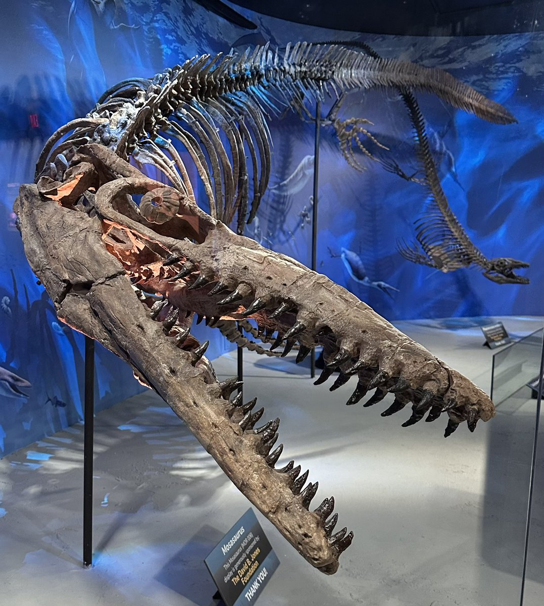 prairieguy2016's tweet image. It’s been a while since we’ve had a Fossil Friday! I’ve been blessed to have found quite a few Mosasaur fossils while wandering the prairie but I’ve always wondered what they looked like in person. I finally got my chance! #fossils #mosasaur #wandering #prairie