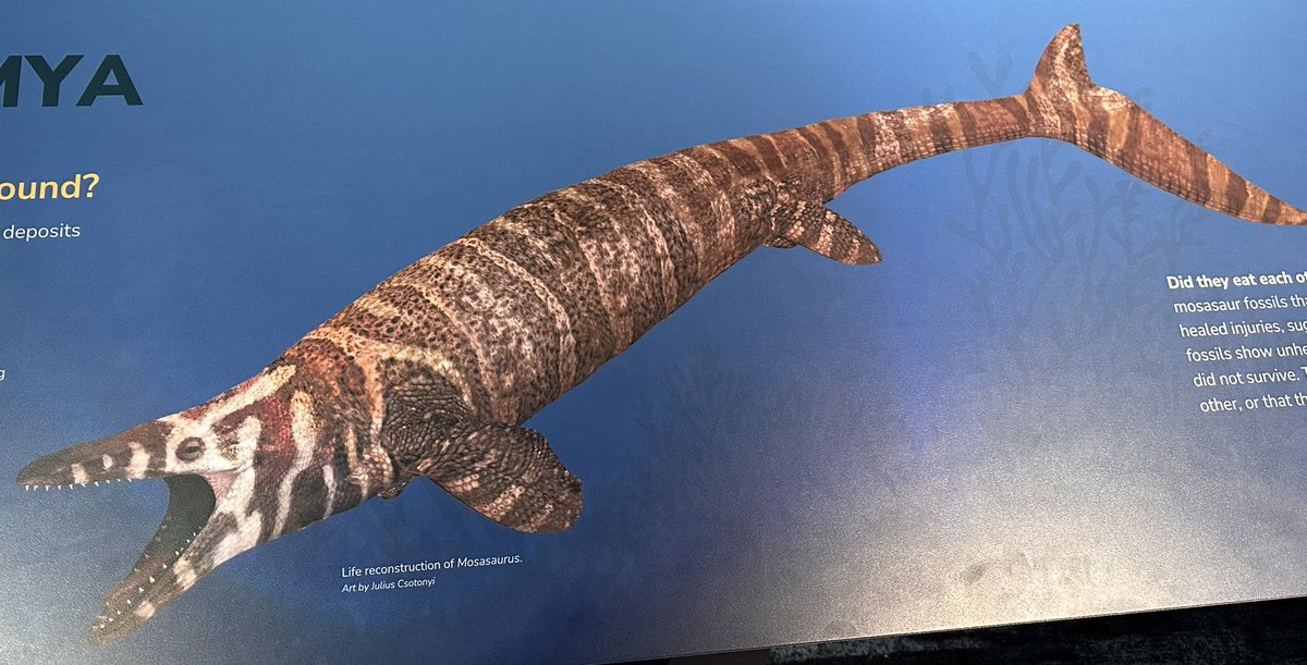 prairieguy2016's tweet image. It’s been a while since we’ve had a Fossil Friday! I’ve been blessed to have found quite a few Mosasaur fossils while wandering the prairie but I’ve always wondered what they looked like in person. I finally got my chance! #fossils #mosasaur #wandering #prairie