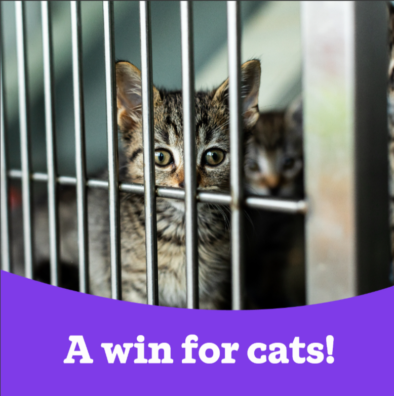 CatsProtection's tweet image. After years of campaigning for better protection for animals being brought into the UK from abroad, we are delighted that the Animals Welfare (Imports of Cats, Dogs and Ferrets) Act is now law, and will help prevent cats and kittens from being exploited for profit in future.