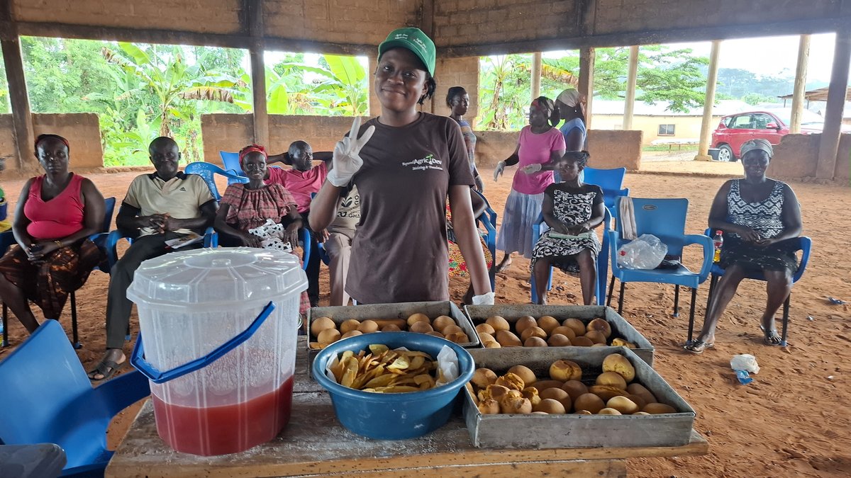Solidaridad_wa's tweet image. 1/ #Smallholder #oilpalm farmers in the Central region of Ghana are gaining climate-smart skills to cultivate and process Orange-Fleshed Sweet Potato (#OFSP) through a new initiative under NISCOPS, which is funded by @DutchMFA and @FCDOGovUK.