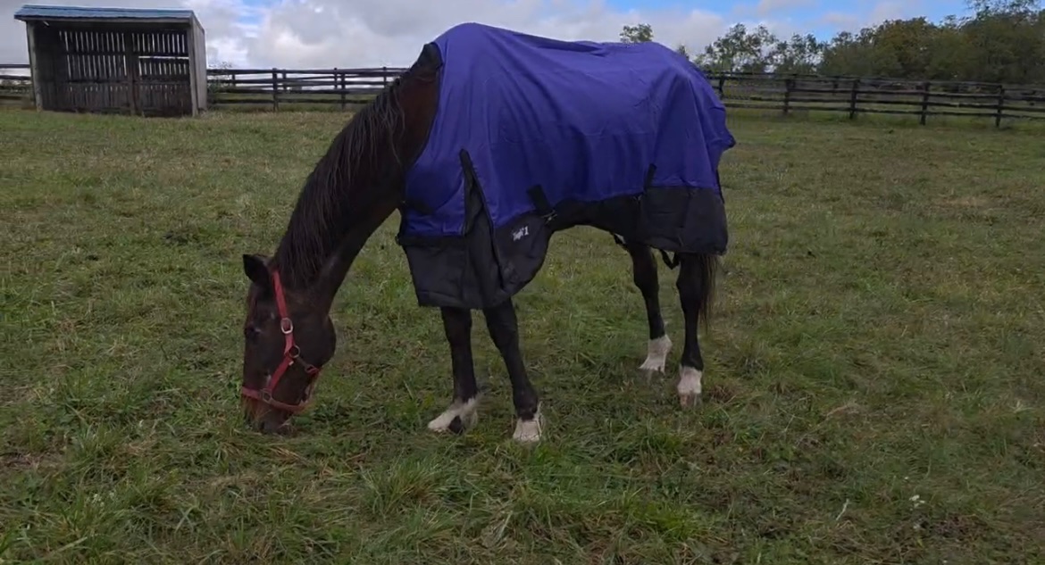 Mane_Characters's tweet image. Spirit Seeker is doing good! 

He’s gaining weight, feeling good and enjoying life! 🙏