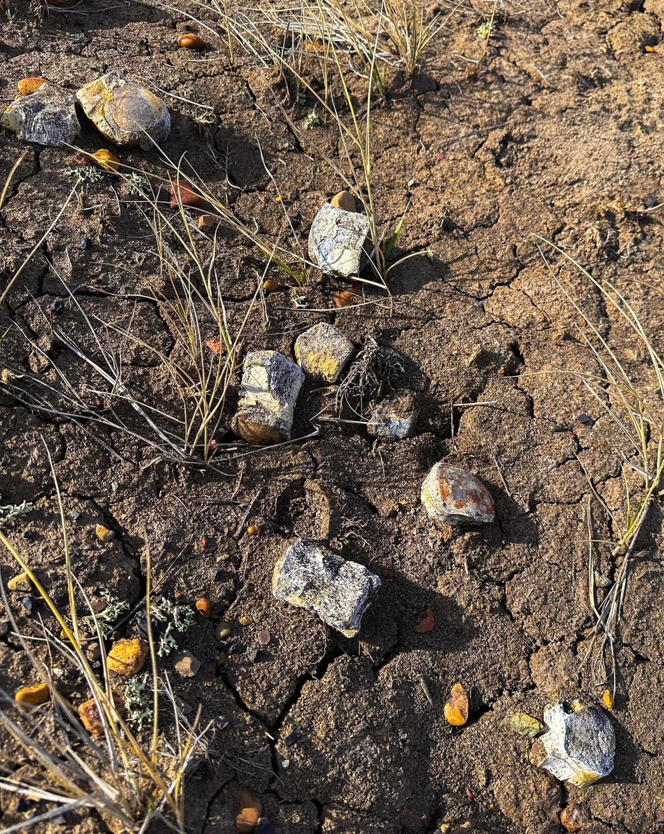 prairieguy2016's tweet image. It’s been a while since we’ve had a Fossil Friday! I’ve been blessed to have found quite a few Mosasaur fossils while wandering the prairie but I’ve always wondered what they looked like in person. I finally got my chance! #fossils #mosasaur #wandering #prairie