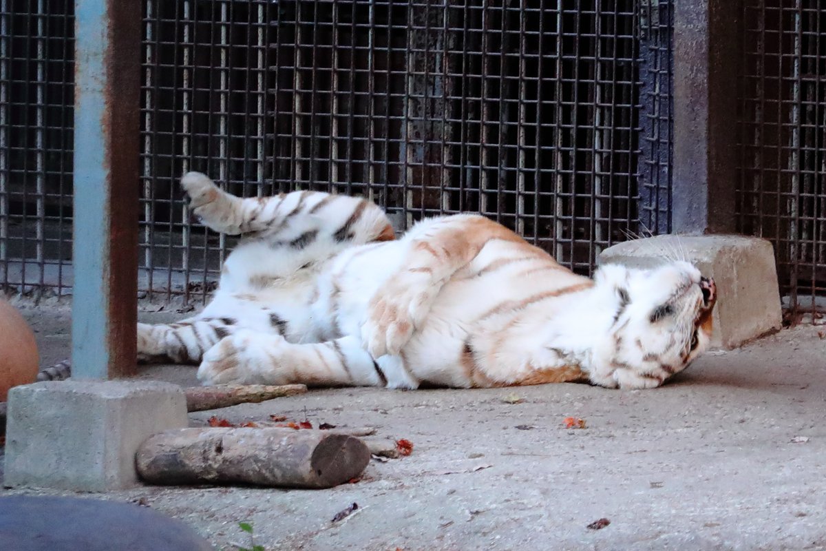 sharif_1dx2's tweet image. お腹を出すステラちゃん
＃那須サファリパーク　＃ベンガルトラ