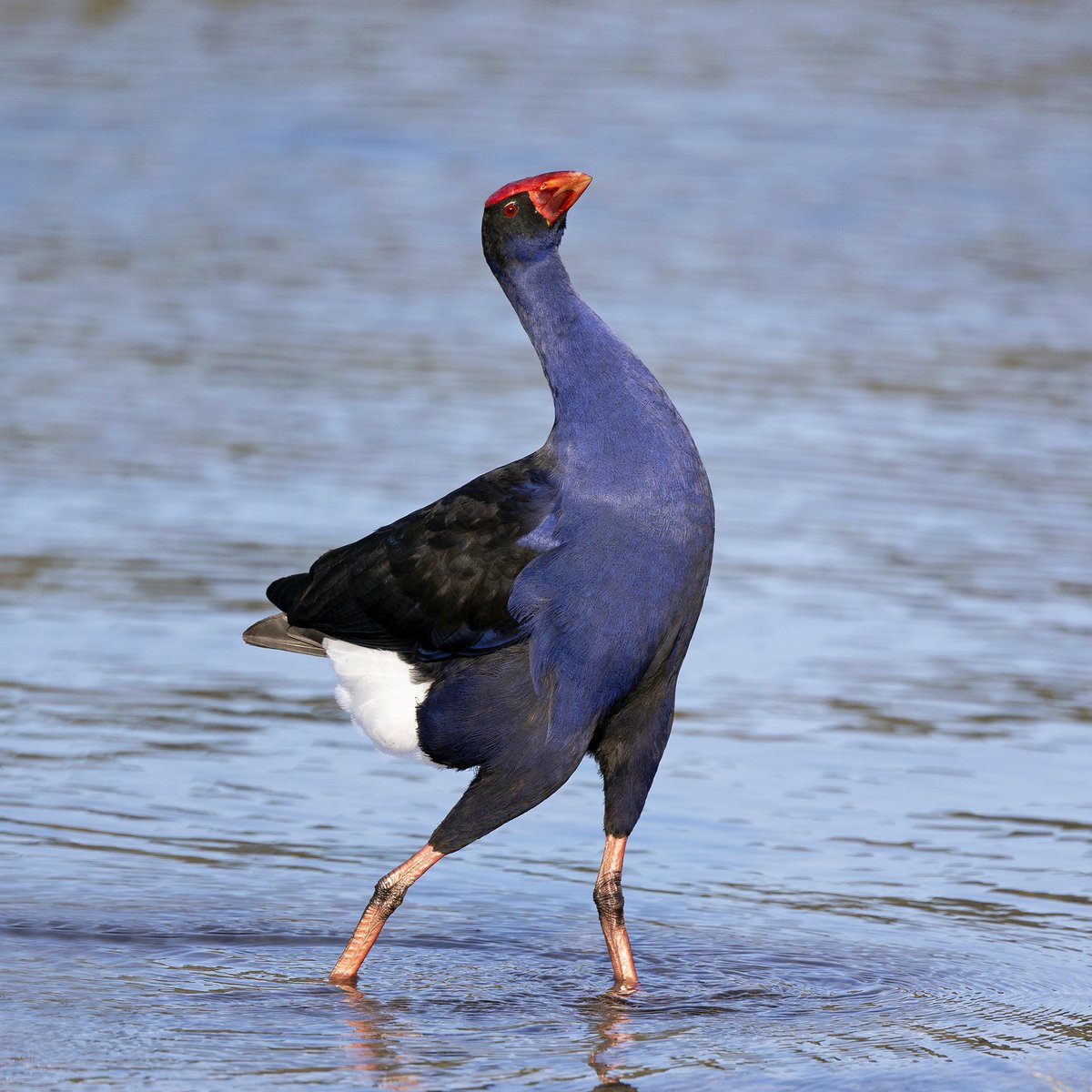 SandyHorne61's tweet image. Me ... after I impress the boss with my excellent graph (he loves a good graph).
Australasian Swamphen, Mount Gambier.
(And someone will tell now me what these are called in NZ. I don&apos;t know why people do this but they always do.)