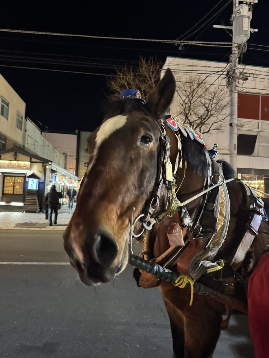 komomo098's tweet image. コマちゃんの
蹄の音…癒される…。
ずっと馬車に
乗っていたいです。
　
今日はめっちゃ
寒かったけどw
 
#馬車バー
#ムサシコマ