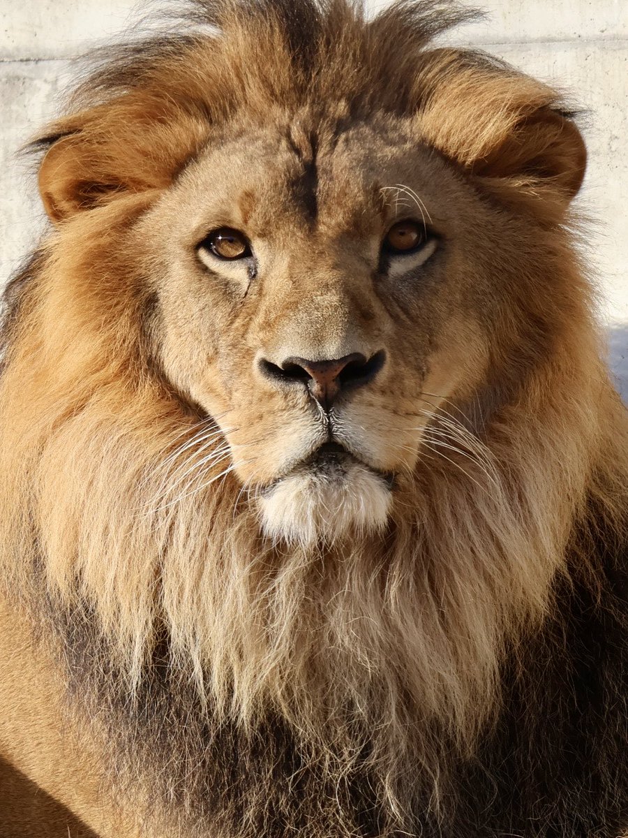 ライオン丸 (@2poodles_smile) / Posts / X