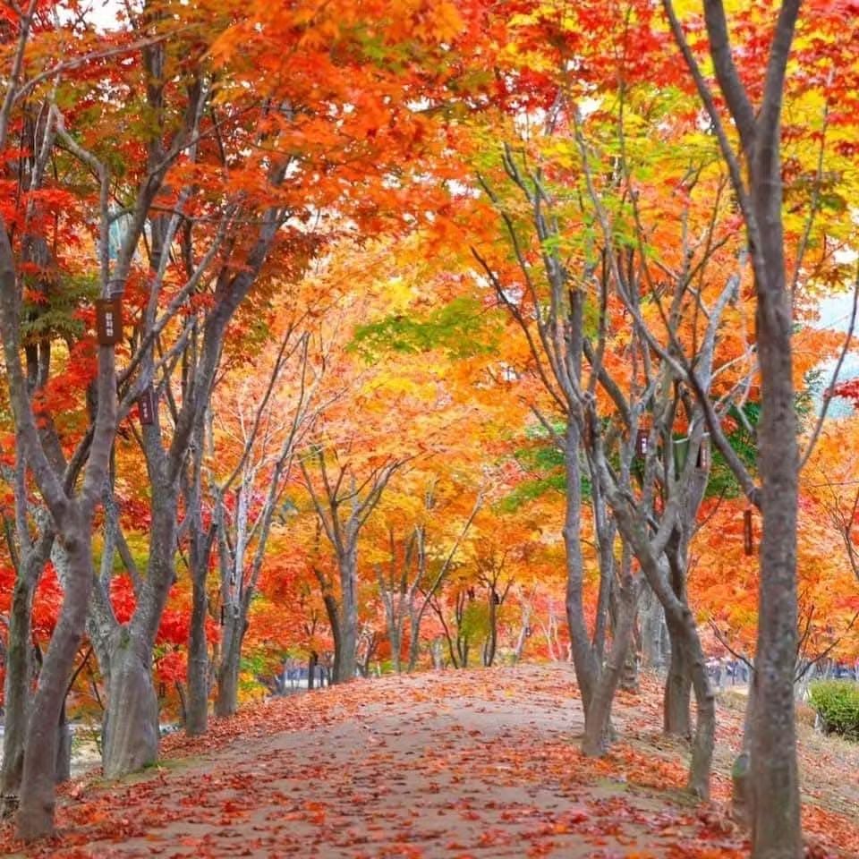 PinoyAkoBlog's tweet image. Hello Autumn.