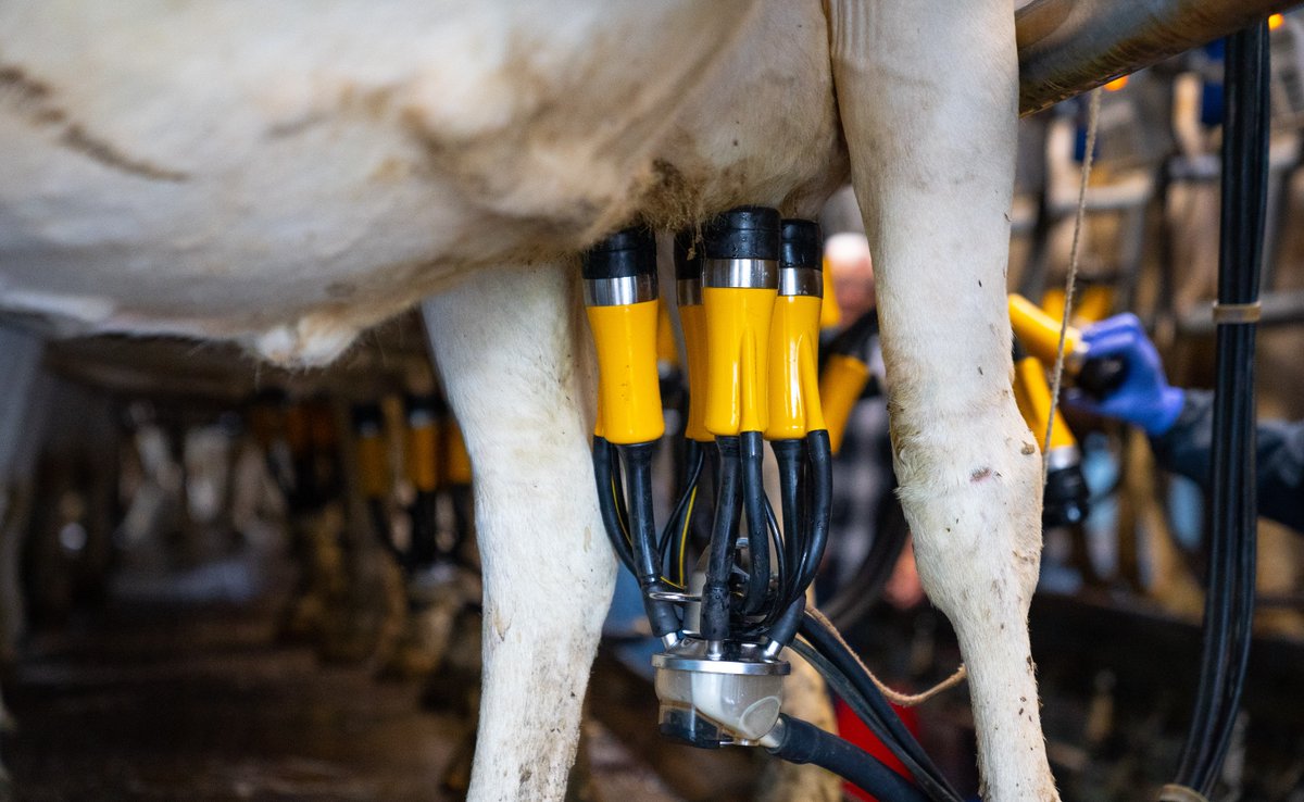 ADFMilking_UK's tweet image. #FAQfriday: What is ADF?

ADF is all about making milking easier, safer and more efficient for farmers and their herds. Our technology is trusted worldwide to support cow health and farm productivity.

Have a question about ADF? Everything answered here: ow.ly/yjyC50XeQwm