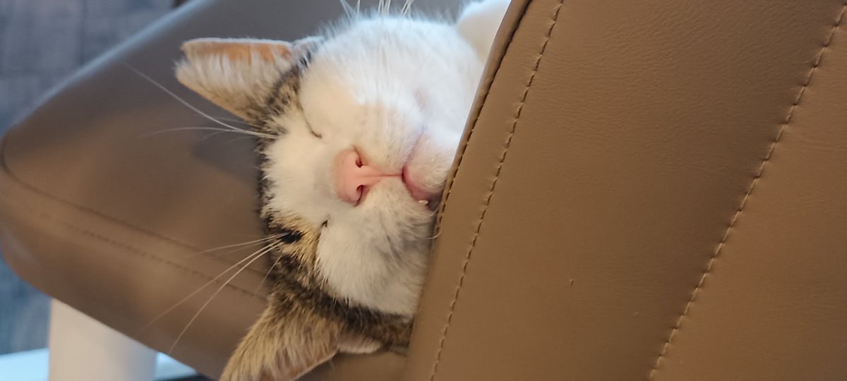 neew_bahar's tweet photo. Bu nasıl bir uyuma şekli 
🐱
Uykucular😴anladı 😃 https://t.co/lXiLHBZowh