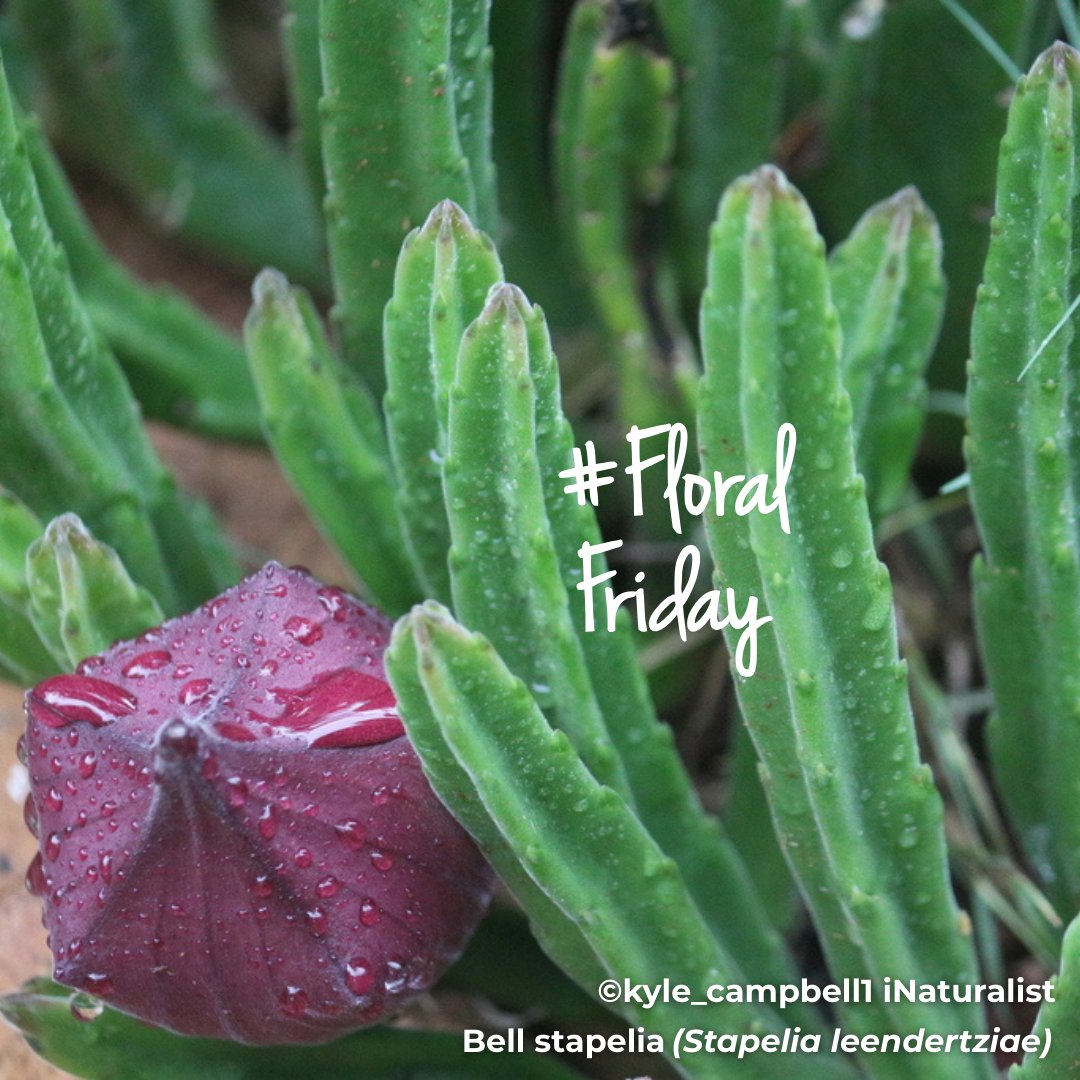 BotSocSA tweet media