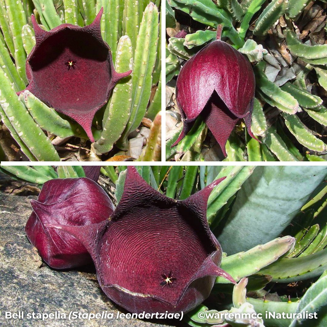 BotSocSA tweet media