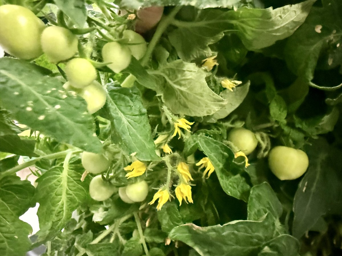 FBISDFoodie's tweet photo. 🌱 Our hydroponic #FlexFarm is thriving this holiday season, bringing fresh flavors to the table! For the past 2 months, our Dietitian has grown and harvested vibrant cucumbers, jalapeño peppers, along with tomatoes, and they've flourished beautifully. 💚
#FBISD #FBISDFoodie https://t.co/v7ctJsLJyd