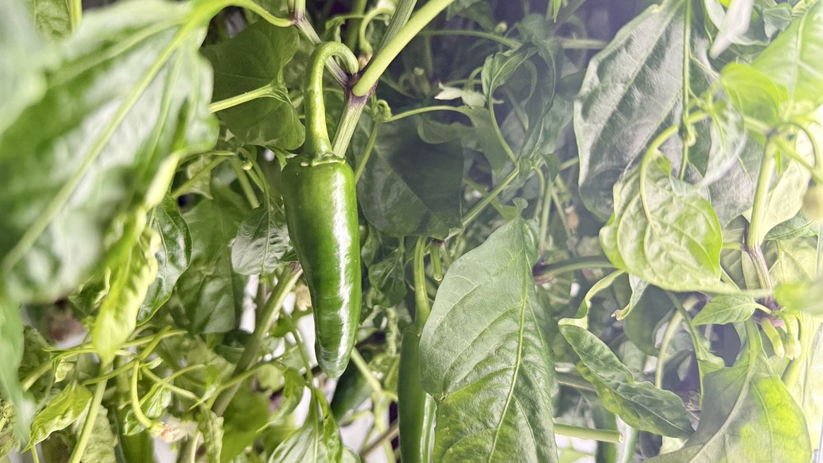 FBISDFoodie's tweet photo. 🌱 Our hydroponic #FlexFarm is thriving this holiday season, bringing fresh flavors to the table! For the past 2 months, our Dietitian has grown and harvested vibrant cucumbers, jalapeño peppers, along with tomatoes, and they've flourished beautifully. 💚
#FBISD #FBISDFoodie https://t.co/v7ctJsLJyd