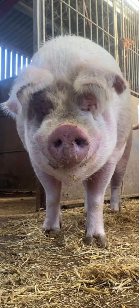 RathboneKim's tweet image. Pigoneer Pig Of The Day Chunk! 
Chunk the hunk has decided to hit the hay early tonight. Not that you need much beauty sleep when you are that ridiculously handsome😍🐷  
Winter cost are high please join the Pigoneers to support only £2.50/$3.58 a month.
globalvegancrowdfunder.org/pigoneer-2000-…