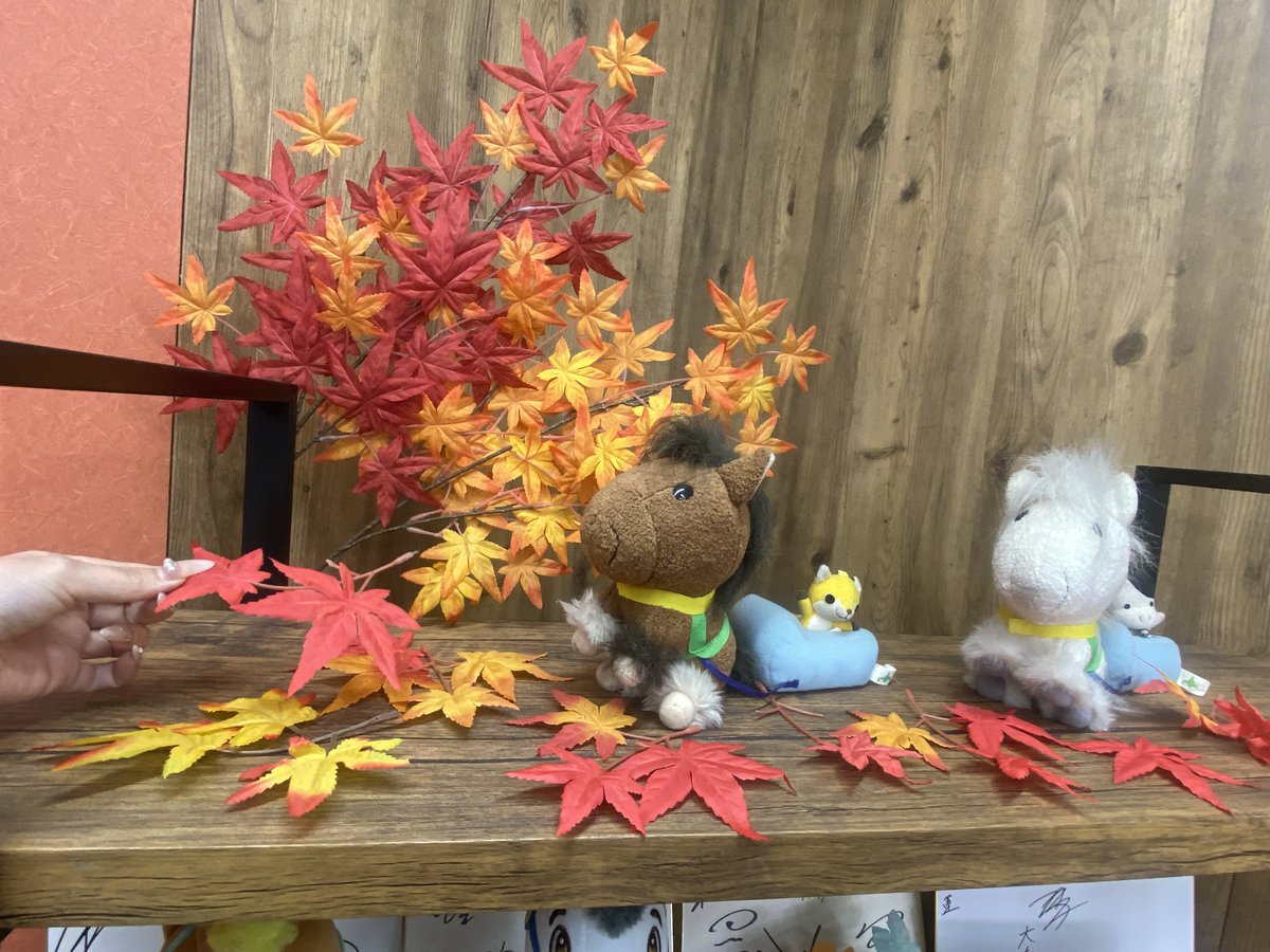 annindoufu_u_'s tweet image. スタジオの掃除をしていると最近装飾のもみじが落ちていることがあって、最初の頃はつけ直していたんだけど
季節的に落ち葉が目立ってきているし落ちた葉はそのままにした方が自然かなぁとも思って後ろのセットに落ち葉として飾りつけてる🍂