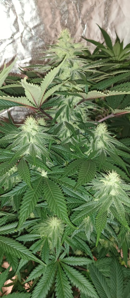 MidGrow's tweet image. Night shots....