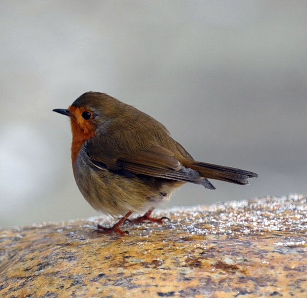 And what will the robin do then, Poor thing?
He’ll sit in a barn,
And keep himself warm,
And hide his head under his wing, Poor thing!

#feedthebirds