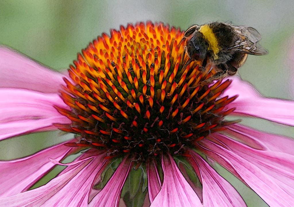 johsid43's tweet photo. En liten stund i naturen kan rymma så mycket färg och liv.
 “Humla på solhatt” är baserad på ett foto från 2011 och har bearbetats digitalt för att få en mer målerisk känsla.
Se mer här:
👉 https://t.co/lPZ9PqQ5uu https://t.co/FdDUT2eY3b