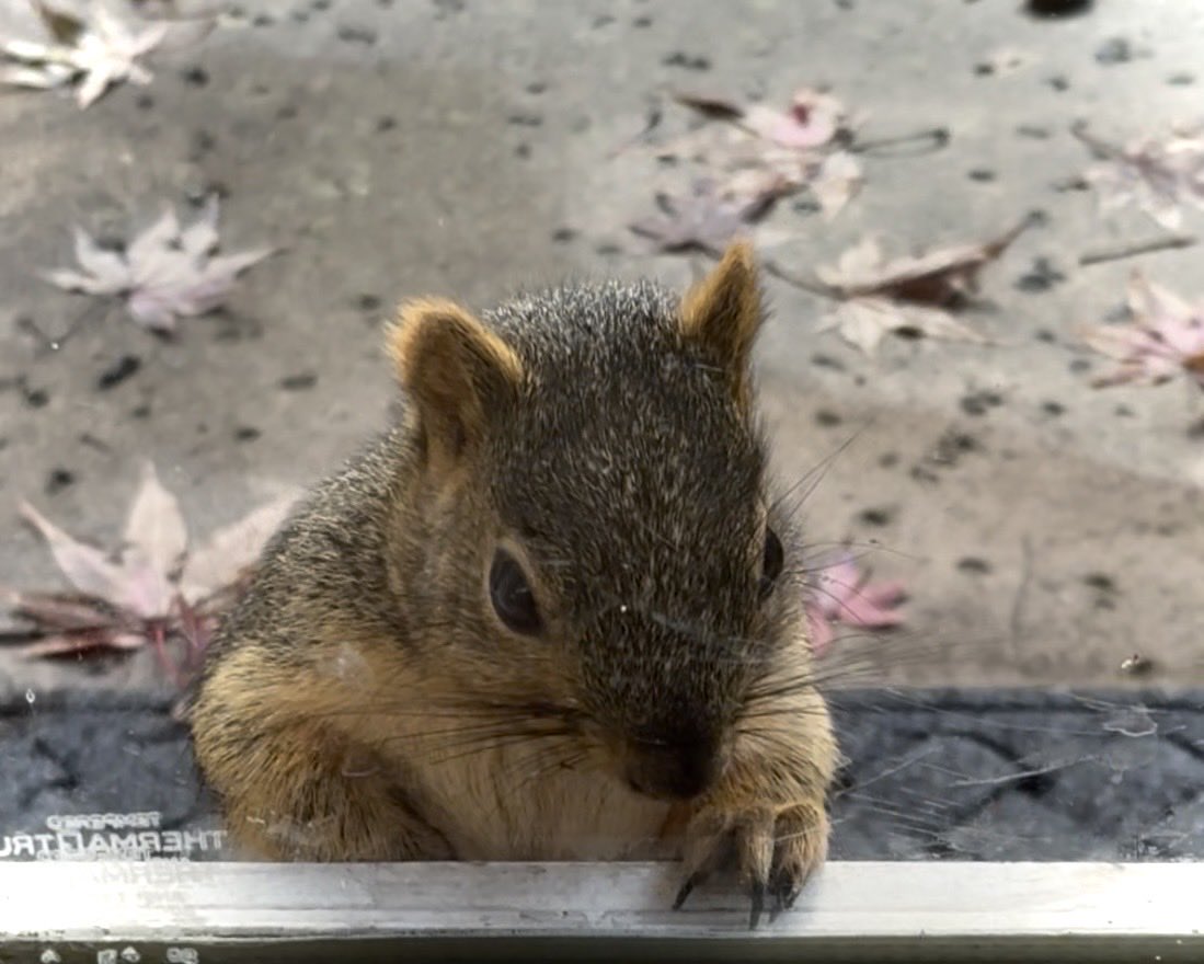 Squirrel Buzz tweet media