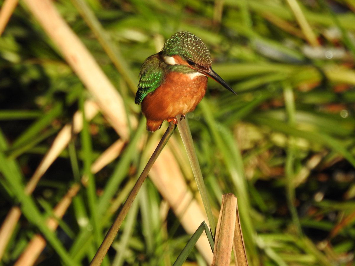 Glorious day <a href="/tophilllow/">tophilllow</a> . North Marsh mainly frozen but clear in front of the hide 🙏 so best sightings of the young female Kingfisher for a long time  <a href="/Natures_Voice/">RSPB</a> <a href="/BNAscience/">BNA science</a> <a href="/Britnatureguide/">The British Nature Guide</a> <a href="/YorkshireWater/">Yorkshire Water 💧</a> <a href="/discoverHullEY/">Discover Hull</a> #kingfisher