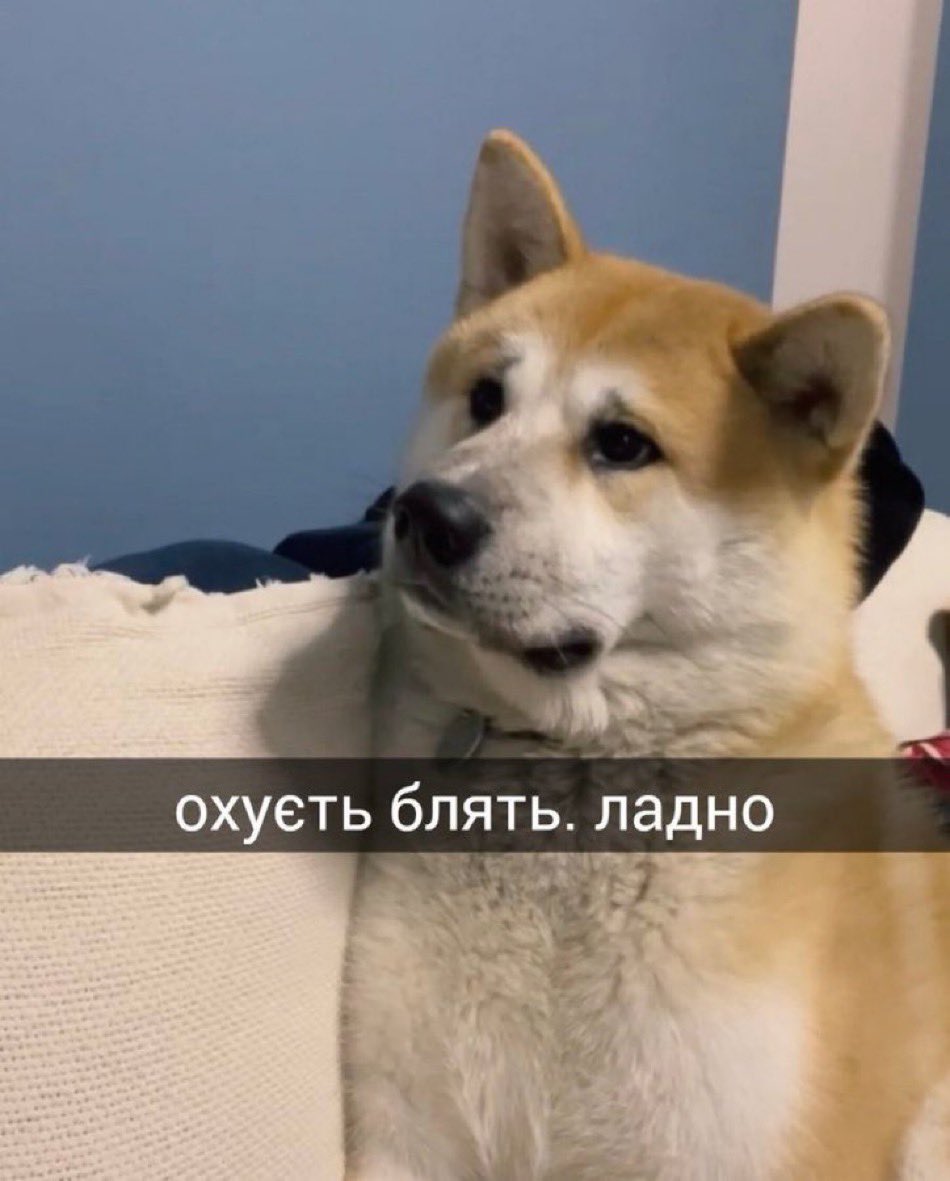 narkazal_ludyna's tweet image. Вже другий день пʼю вітамін D, залізо, електроліти, але щось бадьорості досі нема